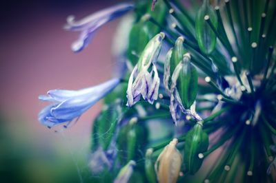 Close-up of flowers blooming outdoors