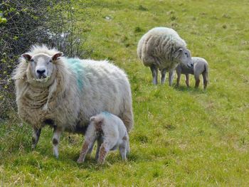 Sheep in a field