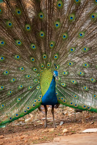 View of peacock