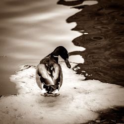 Bird perching on ground