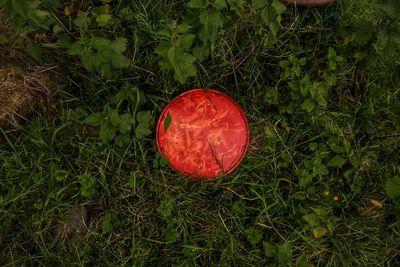 High angle view of red leaf on field