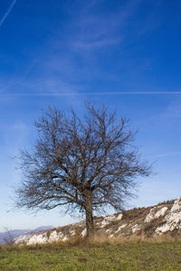 Bare tree on field against blue sky