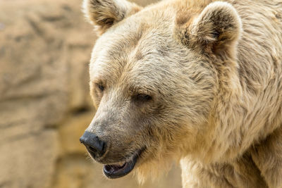 Close-up portrait of a bear in a zoo
