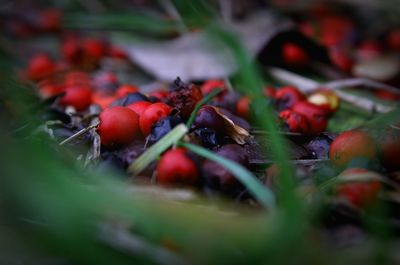 Close-up of fruits and leaves