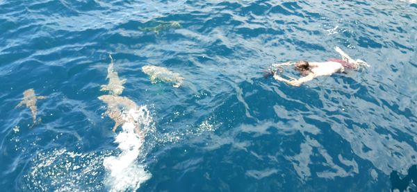 High angle view of swimming in sea