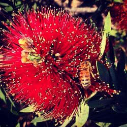 Close-up of red hibiscus blooming outdoors