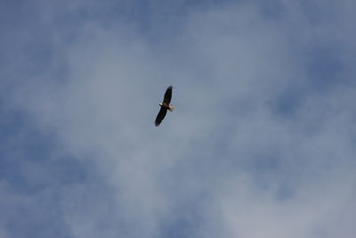 Low angle view of bird flying