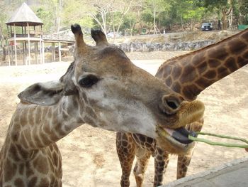 Close-up of horses in zoo