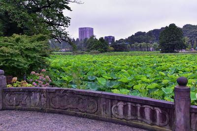 View of park with buildings in background