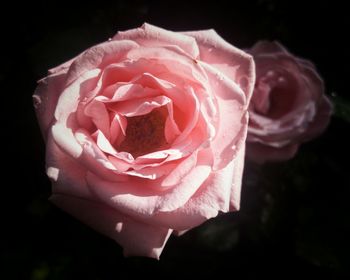 Close-up of pink rose