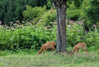 Deer in a forest