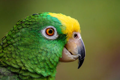 Close-up of parrot