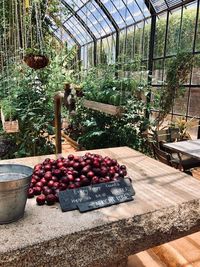 View of fruits in greenhouse