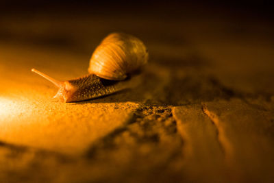 Close-up of snail