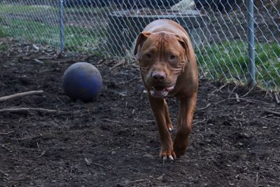 Dog on field