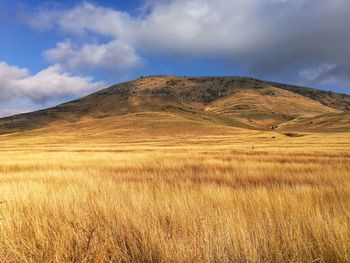 Scenic view of field against sky