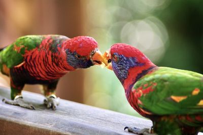 Close-up of two parrots perching - lory, lorikeet