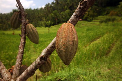 Cocoa beans growing in farm
