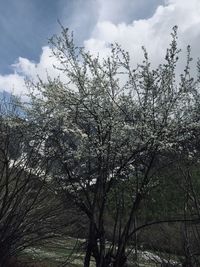 Low angle view of flowering tree against sky