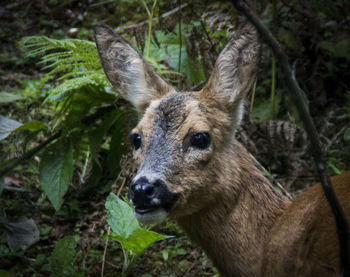 Close-up portrait of deer