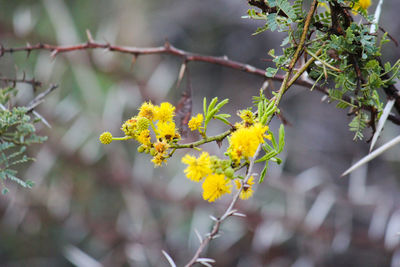 Close-up of yellow flowering plant