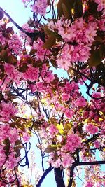 Low angle view of pink flowers on tree