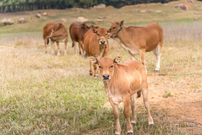 Horse grazing on field
