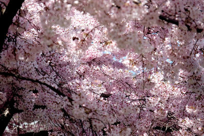 Close-up of cherry blossom