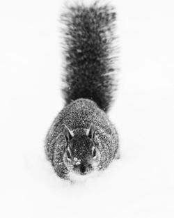 Close-up of a cat over white background