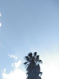 Low angle view of coconut palm tree against sky