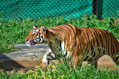 Cat resting in a zoo