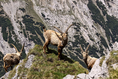 View of deer standing on rock