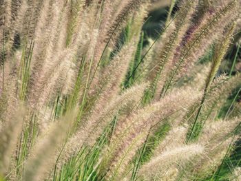 Close-up of wheat growing on field