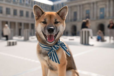 Dog on street in city