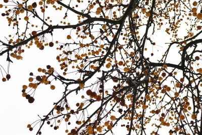 Low angle view of flowering tree against clear sky