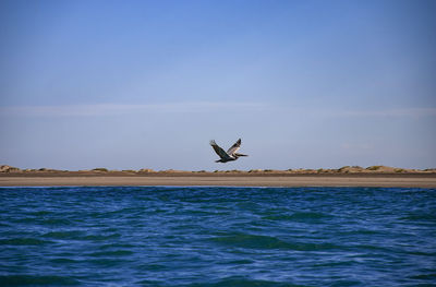 Bird flying over sea