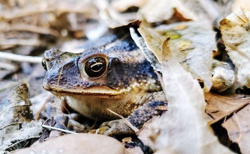 Toad hiding in dead leaves