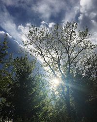 Low angle view of trees against sky