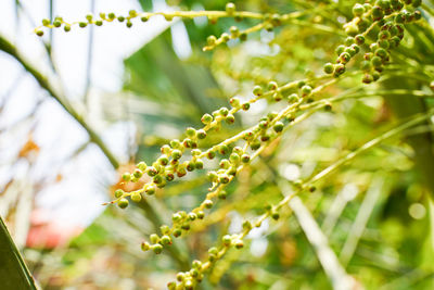 Close-up of fruit growing on tree