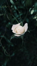 Close-up of white rose