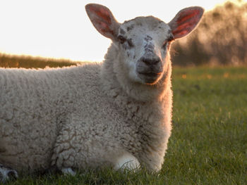 Close-up portrait of sheep on field