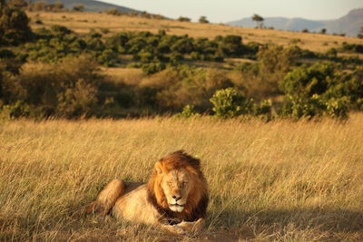 View of a cat on field