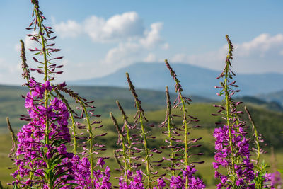 Close-up of purple flowering plants against sky