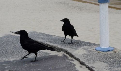 Bird perching on road