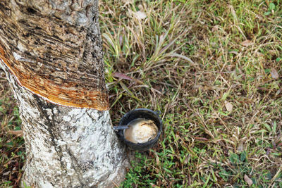 High angle view of tree trunk in forest