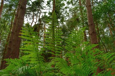 Low angle view of bamboo trees in forest