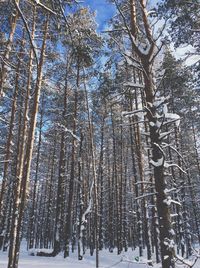 Low angle view of snow covered trees
