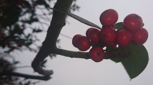 Close-up of cherries on tree