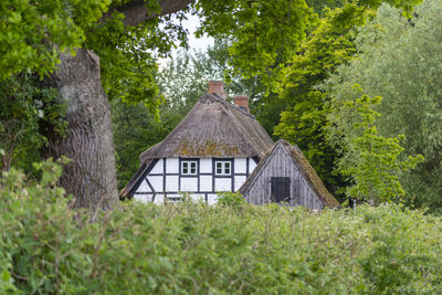 House amidst trees and plants in forest