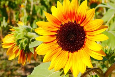 Close-up of sunflower